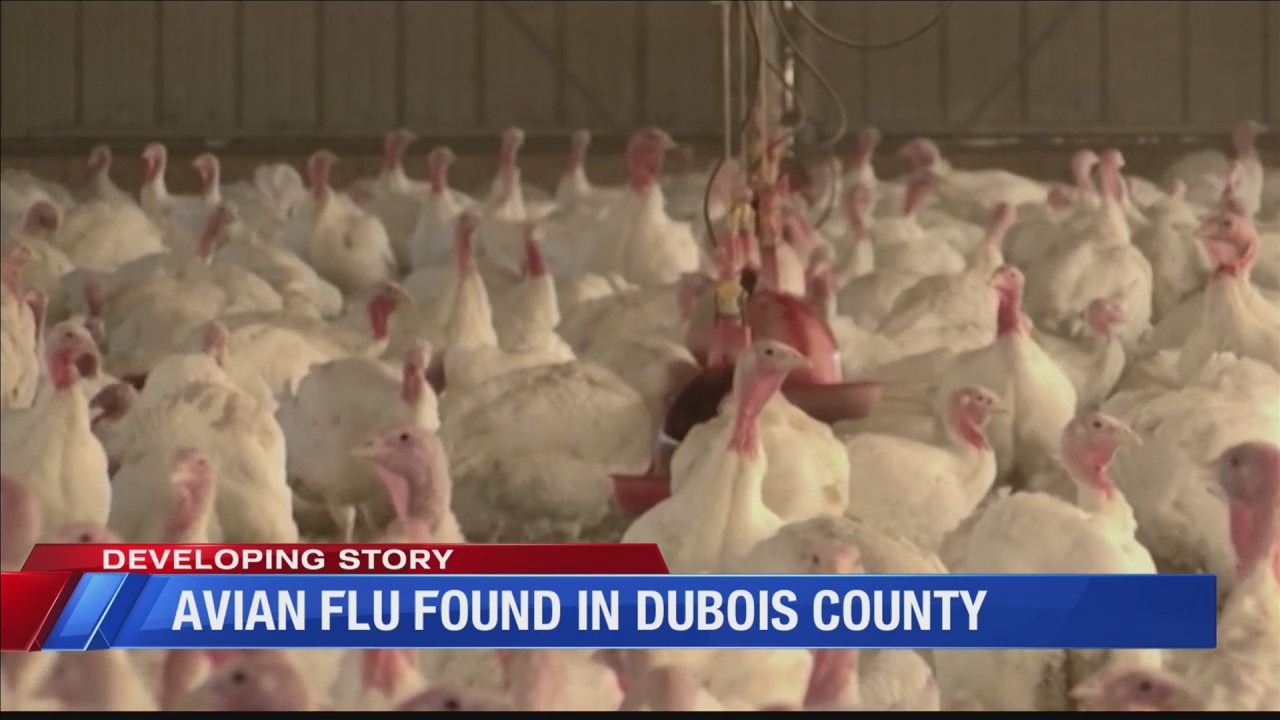 Avian Influenza Found in Dubois County